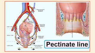 pectinate line [upl. by Notnil]