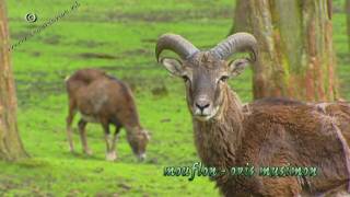 mouflon  moeflon  ovis musimon 01 [upl. by Ardnic]