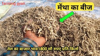 मेंथा की खेती से मोटी कमाई मात्र 90 दिनों मेंThick earning from Mentha oil cultivation [upl. by Lemrahs288]