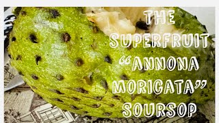 GUYABANO “Annona Moricata” MUKBANG guyabano soursop superfruit food fruit graviola [upl. by Ennazzus]