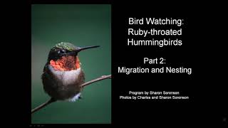 Rubythroated Hummingbirds Migration and Nesting [upl. by Aubrie102]