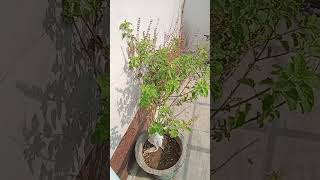 Tulsi ka paudha har Ghar mein hota hai kya Tulsi har Ghar mein pakati hai [upl. by Carolynne]