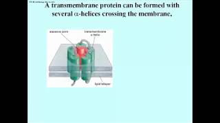 289 Pore Proteins May Cross the Membrane Many Times [upl. by Yonah]