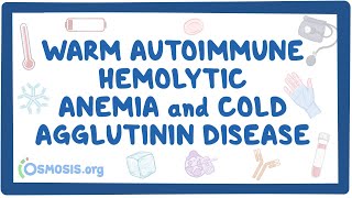 Warm autoimmune hemolytic anemia and cold agglutinin NORD [upl. by Elyac325]