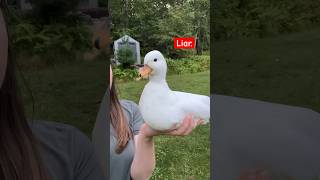 Don’t tell Sugar 🤫 🦆 Ducks CallDucks FarmAnimals SugarTheDuck Pets Animals Shorts Cute [upl. by Sivar]