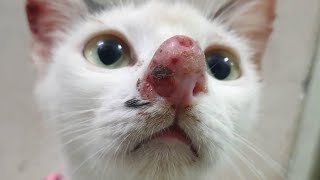 Gigantic Botfly Removed From Kittens Nose [upl. by Grete772]