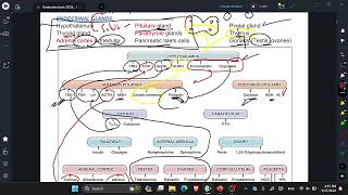 L12 Review of Endocrinal hormones [upl. by Ethbinium708]