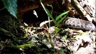 Bothrops jararacussu [upl. by Stephanie]