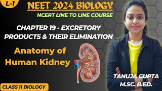 Ch19  Excretory system  Human Excretory System  Class 11 Biology  NEET 2024 [upl. by Anolahs]