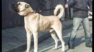 Pitbull Vs Kangal  peleas de perros Pitbull [upl. by Hanna]