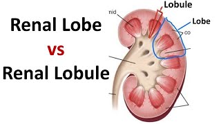 Renal Lobe vs Renal Lobule Understanding Kidney Microanatomy [upl. by Hook]