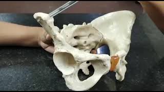 ANATOMY OF GYNECOID PELVIS  PART 1  MALAYALAM  OBG PRACTICAL [upl. by Bili]