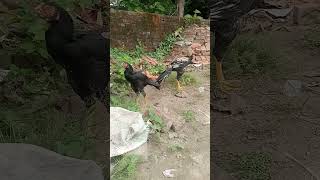 parrot beak aseel long tail Fancy chic kushinagarvlog [upl. by Aioj]