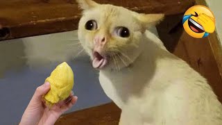 New Funny Animals 😄 Funniest Cats and Dogs Videos 😹🐶 Part 6 [upl. by Zuleika217]