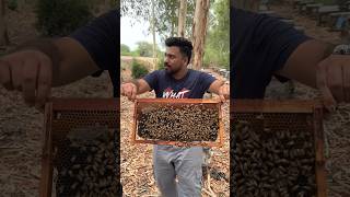 Live HONEY BEE Eating Challenge😱 MOST DANGEROUS CHALLENGE🥵🔥 shorts honey foodie [upl. by Saxe594]