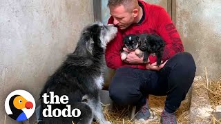 Stray Dog Asks Man To Save Her Babies  The Dodo [upl. by Innavoig373]