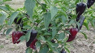 ⟹ Poblano Pepper Capsicum annuum PLANT REVIEW pepper [upl. by Gladdie567]