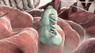 Gene Silencing by Micro RNA  Medical Animation [upl. by Anayad]