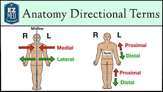 Anatomical Position and Directional Terms Anatomy MADE EASY [upl. by Annaoj]