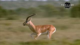 Gazelle Escapes Lion shorts  wildlife [upl. by Gensmer]