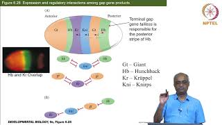 Genetics of axis formation in Drosophila Part 4 of 4 [upl. by Aryam]