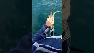 Hookless tuna fishing 🤯😂 [upl. by Ambler]