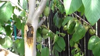 Cherimoya tree with 200 plus fruits blown into 2 parts by once in every 50 years wind in San Gabriel Valley Dec 1 2011 [upl. by Nnaik]