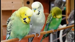 Over 9 hours of Budgies Playing Singing and Talking [upl. by Hoskinson]