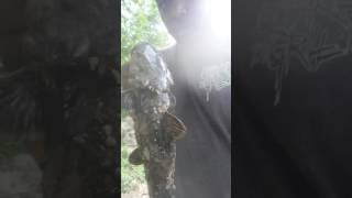 Bank fishing Chattahoochee River Flathead Catfish [upl. by Boswell]