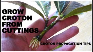 How to Grow Croton From Cuttings  FAST amp EASY [upl. by Del]