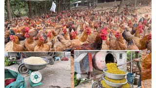 Chicken Farm  How to make feed for freerange chickens is simple economical and effective [upl. by Eula619]