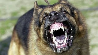 angry german shepherd barking [upl. by Athallia]