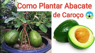 Como Plantar Abacate de Caroço  Fazer Mudas de Abacate de Caroço  Abacate Beneficios [upl. by Alag]