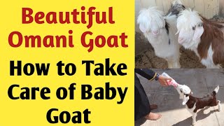 Omani Goat  Beautiful Omani Goat  Omani Goat Breeds  How To Care For Baby Goat  Get Updated Now [upl. by Sunshine]