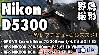 ☆C♪R☆ Nikon D5300！野鳥撮影！AFS70300、200500、856。 [upl. by Dougall711]