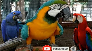 macaw parrot talking  macaw parrot sound [upl. by Aissirac]