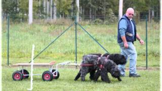 BOUVIER DES FLANDRES  Attelage Démonstration Concours  BAYA et DIXIE [upl. by Htebiram842]