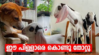 ഈ പിള്ളാരെ കൊണ്ടു തോറ്റു  pets  Minis Lifestyle [upl. by Asena107]