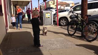 Cute Koala Goes For a Walk in Portland [upl. by Naivad]