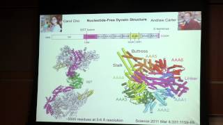 Mechanism of Motility by MicrotubuleBased Motor Proteins [upl. by Llertnod]