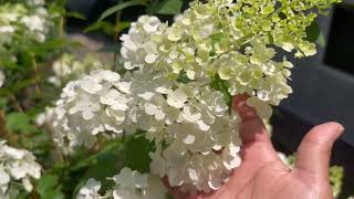 Recorrido del jardín de hortensias en Julio 🤩 jardinería plantas hortensias jardin jardines [upl. by Susan265]