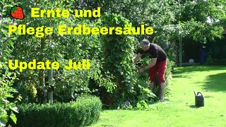 🍓 Ernte und Pflege Erdbeersäule  Vertikaler Garten  Gartenrundgang  Erdbeerrohr  Update Juli [upl. by Greabe]