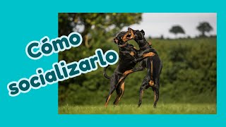 🐕Cómo socializar a tu pinscher mini ❤️ [upl. by Stew]