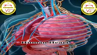 Human heart and spleen anatomy structure and location spleen function [upl. by Onirefes]