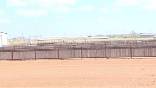 2023 Panhandle Reined Cow Horse Association Arena 2 Red Dirt Rendezvous Sunday July 9 [upl. by Tabor857]