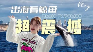 悉尼周末好去处｜悉尼观鲸vlog｜vlog2022｜oz whale watching｜超级震撼的海豚群｜在澳洲绝对不能错过的人生体验 [upl. by Llebanna963]