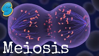 Meiosis in detail በአማርኛ Grade 10 Biology Unit 2 Part 3 [upl. by Atekahs]