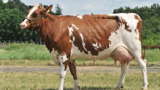 Red HolsteinFriesian cows [upl. by Norym442]