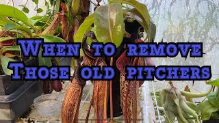 NEPENTHES CARE HOW AND WHEN TO REMOVE OLD PITCHERS and leaves on a Nepenthes [upl. by Lynsey956]