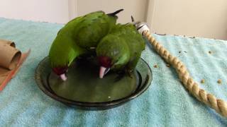 Thickbilled Parrot Chicks Enjoy a Bath [upl. by Enel571]